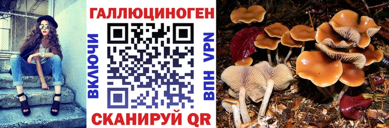Галлюциногенные грибы Psilocybine cubensis  Купить где  Кувшиново 
